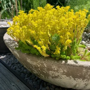 Sedum acre – Scharfer Mauerpfeffer
