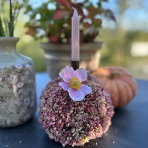 DIY Set – Sedumkugel