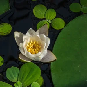 Seerose Nymphaea Tetragona weiß