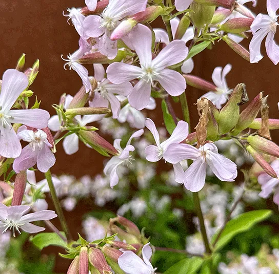 Saponaria officinalis – Echtes Seifenkraut – Bild 4
