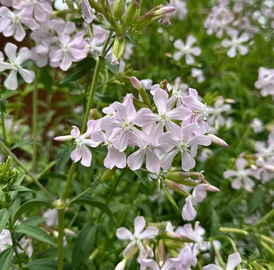 Saponaria officinalis – Echtes Seifenkraut – Bild 7