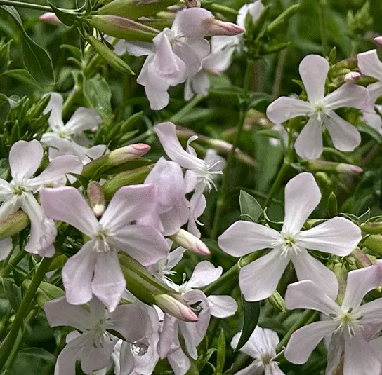 Saponaria officinalis – Echtes Seifenkraut – Bild 3
