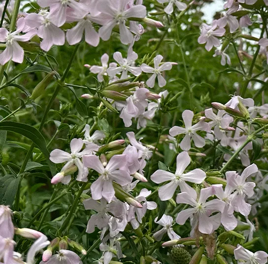 Saponaria officinalis – Echtes Seifenkraut – Bild 8