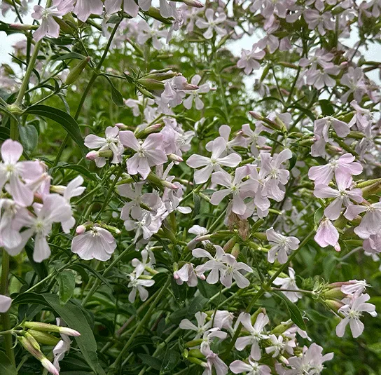 Saponaria officinalis – Echtes Seifenkraut – Bild 9