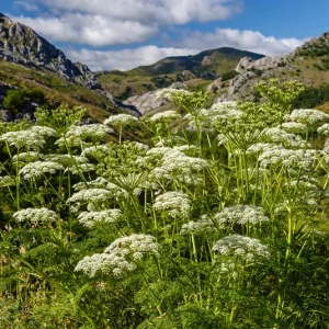Seseli libanotis – Berg-Heilwurz, Berg-Fenchel, Weihrauch-Bergfenchel