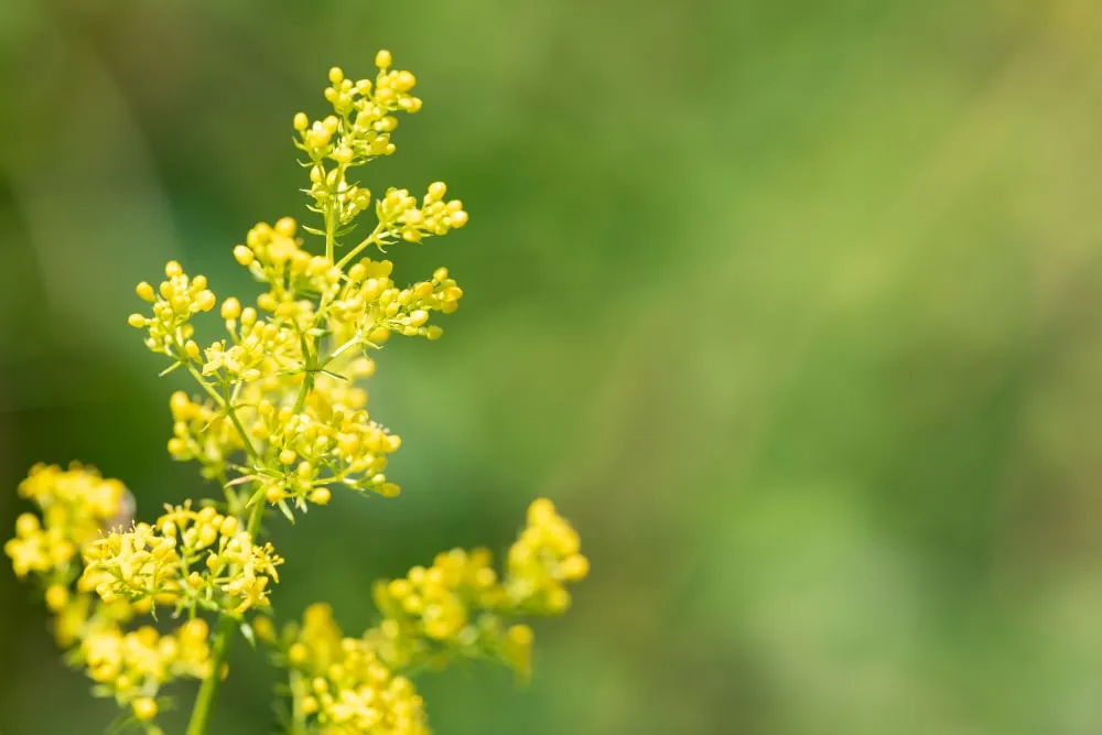 Galium verum – Echtes Labkraut – Bild 5