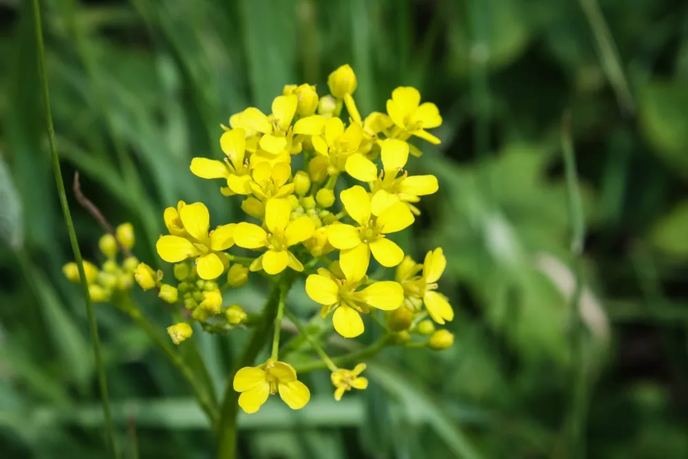 Galium verum – Echtes Labkraut – Bild 3