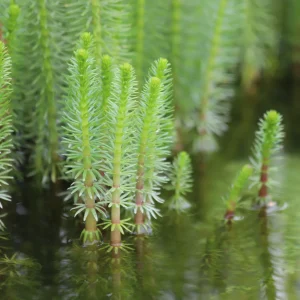 Hippuris vulgaris – Tannenwedel