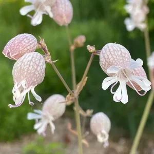 Silene vulgaris Leimkraut