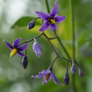 Solanum dulcamara – Bittersüßer Nachtschatten