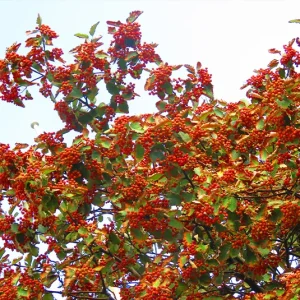 Sorbus intermedia – Schwedische Mehlbeere