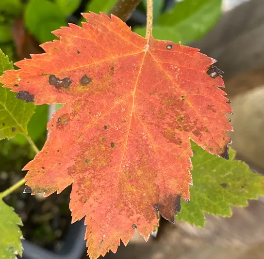 Viburnum opulus – Heimischer Schneeball – Bild 7