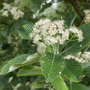 Sorbus aria – Mehlbeere