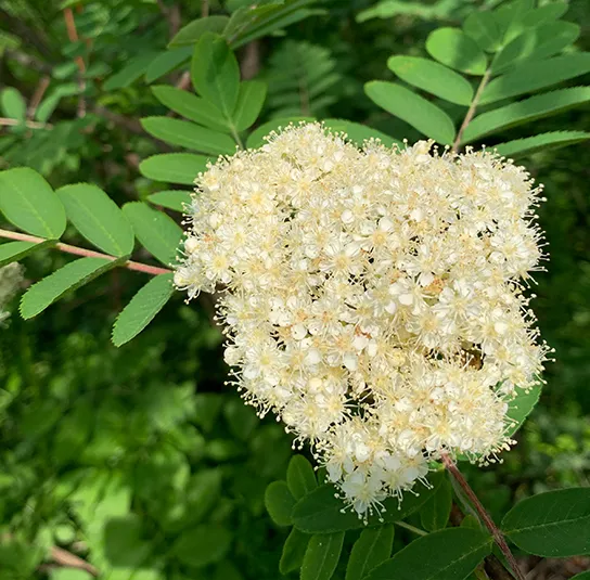 Sorbus aucuparia – Eberesche – Bild 5