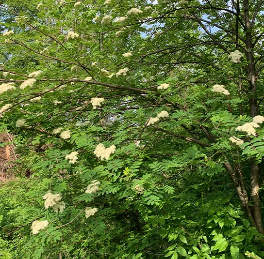 Sorbus aucuparia – Eberesche – Bild 4