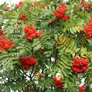Sorbus aucuparia – Eberesche