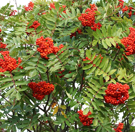 Sorbus aucuparia – Eberesche – Bild 2