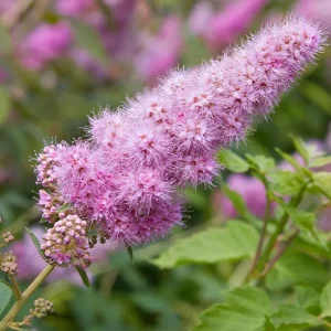 Spiraea salicifolia – Weidenblättrige Spiere – Besonderheit, zwei Größen