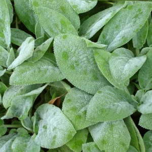 Stachys byzantina Big Ears – Großblättriger Wollziest