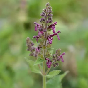 Stachys sylvatica – Wald-Ziest