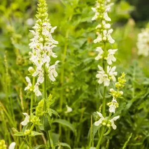 Stachys recta – Aufrechter Ziest