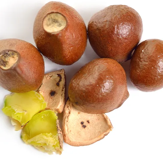 Staphylea pinnata – Pimpernuss – Bild 3