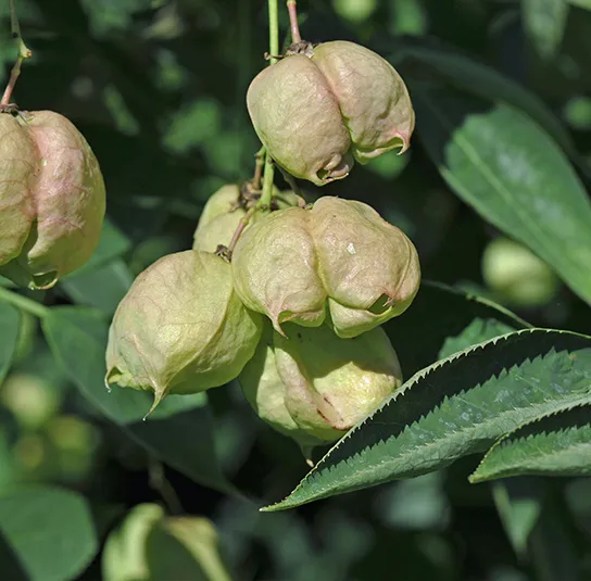 Staphylea pinnata – Pimpernuss – Bild 4