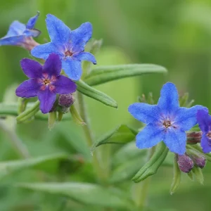 Aegonychon purpurocaeruleum – Blauroter Steinsame, heimisch
