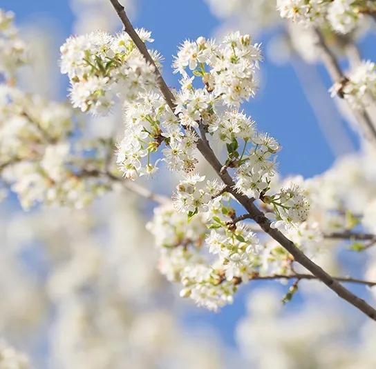Prunus mahaleb – Steinweichsel – Bild 2
