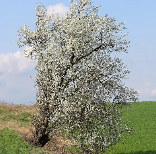 Prunus mahaleb – Steinweichsel – Bild 3
