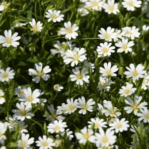 Stellaria holostea – Große Sternmiere