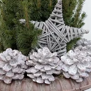 Stern white washed Gestrüpp