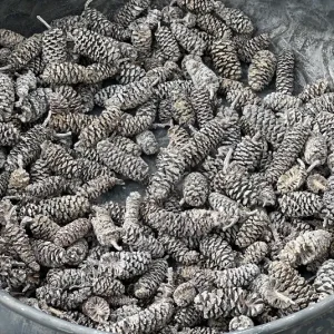 Zapfen Erle white washed 50g