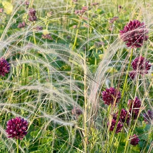 Stipa pennata – Heimisches Federgras