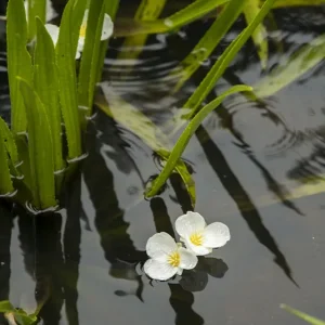 Stratiotes aloides – Krebsschere