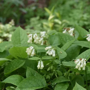 Symphytum grandiflorum – Großblütiger Kaukasus-Beinwell