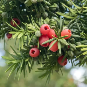 Taxus baccata – Heimische Eibe