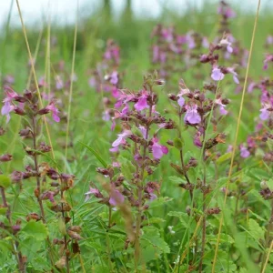 Teucrium chamaedrys – Edel-Gamander