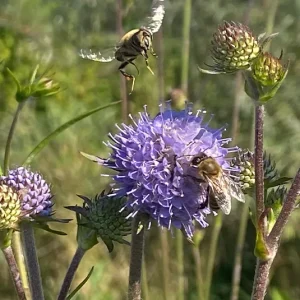 Succisa pratensis – Gewöhnlicher Teufelsabbiss