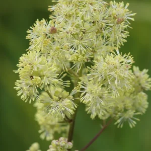 Thalictrum flavum ssp.glaucum – Gelbe Wiesenraute