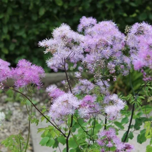 Thalictrum aquilegifolium – Akeleiblättrige Wiesenraute