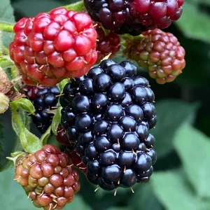 Rubus fruticosus – Stachellose Brombeere ´GROSS und SÜSS`
