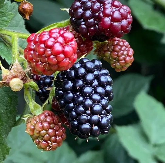 Rubus fruticosus – Brombeere ´Dornenlos & Immergrün` – Bild 4
