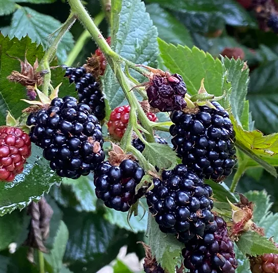 Rubus fruticosus – Brombeere ´Dornenlos & Immergrün` – Bild 5