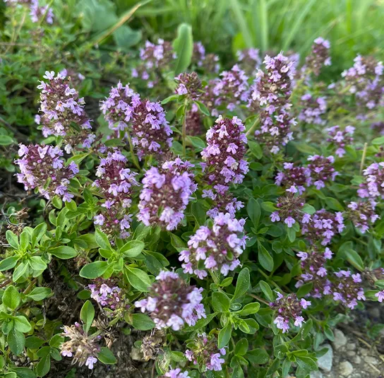 Thymus pulegioides – Arznei-Quendel, Feld-Thymian – Bild 7