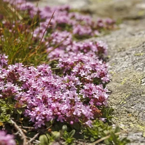 Thymus serpyllum – Sand-Thymian