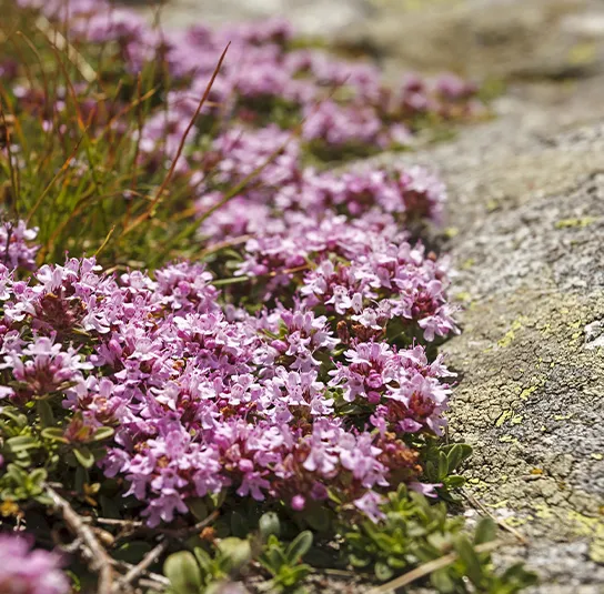 Thymus serpyllum – Sand-Thymian