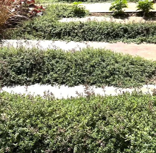 Thymus serpyllum – Sand-Thymian – Bild 4