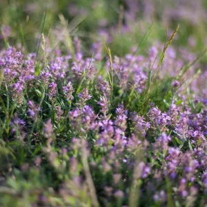 Thymus vulgaris – Echter Thymian