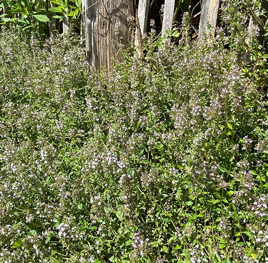 Thymus pulegioides – Arznei-Quendel, Feld-Thymian – Bild 9